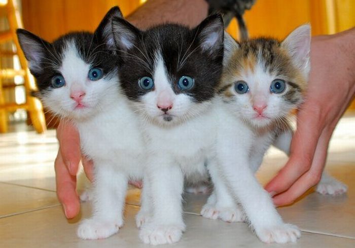 Cute Kittens (100 pics)