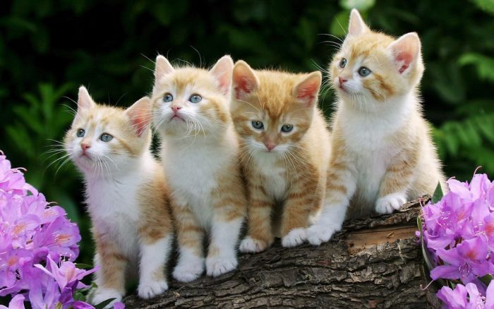 Cute Kittens (100 pics)