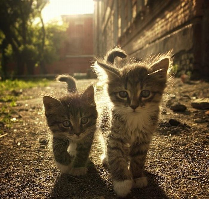 Cute Kittens (100 pics)