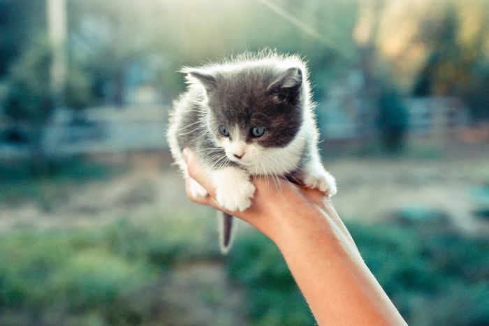 Cute Kittens (100 pics)