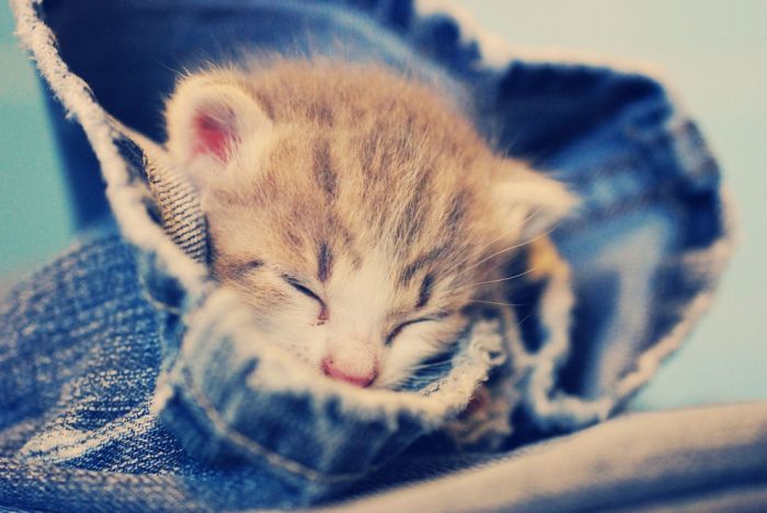 Cute Kittens (100 pics)