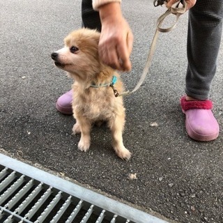 迷い犬