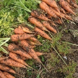 春日井市玉野町でレンタル農園で、野菜を作りませんか？