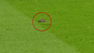 Rat interrupts Manchester United’s match against Southampton