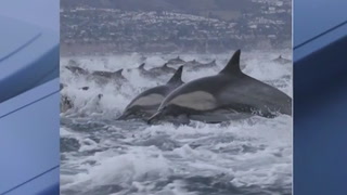 Watch: Mesmerising dolphin stampede off California on Christmas Eve