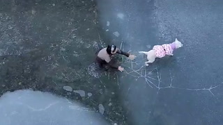 Sister braves -11C river to save brother’s dog from drowning