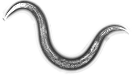 体長約1mmの線虫＝九州大・広津崇亮助教提供