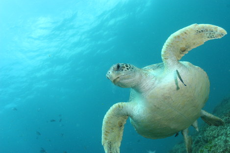 オーストラリア沖を泳ぐアオウミガメ＝研究チームのキャシー・タウンセント氏提供