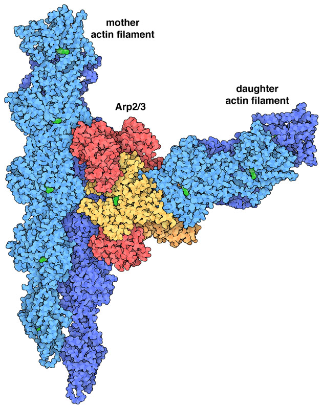 A branch between two actin filaments (blue) created by the Arp2/3 complex (red and yellow). The subunits shown in yellow are Arp2 and Arp3.