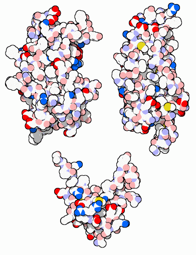 Human growth hormone (top left), prolactin (top right), and insulin-like growth factor (bottom).