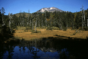 大雪山旭岳の山の生き物