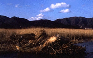 北上川河口のヨシ原