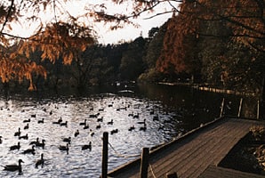 三宝寺池の鳥と水と樹々の音