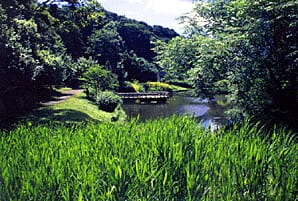 道保川公園のせせらぎと野鳥の声