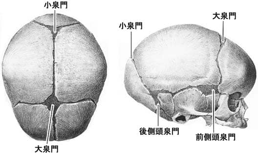 頭蓋腔