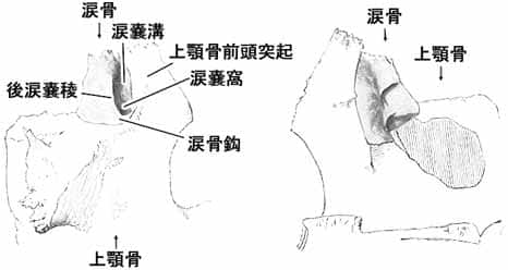 涙骨