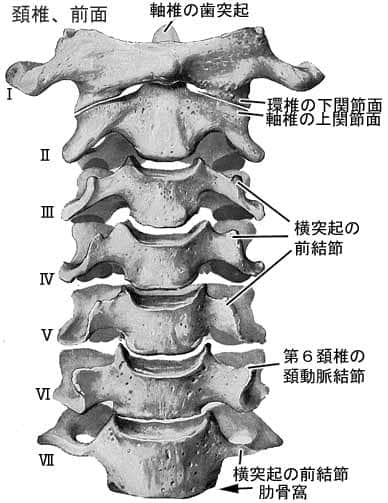 頚椎