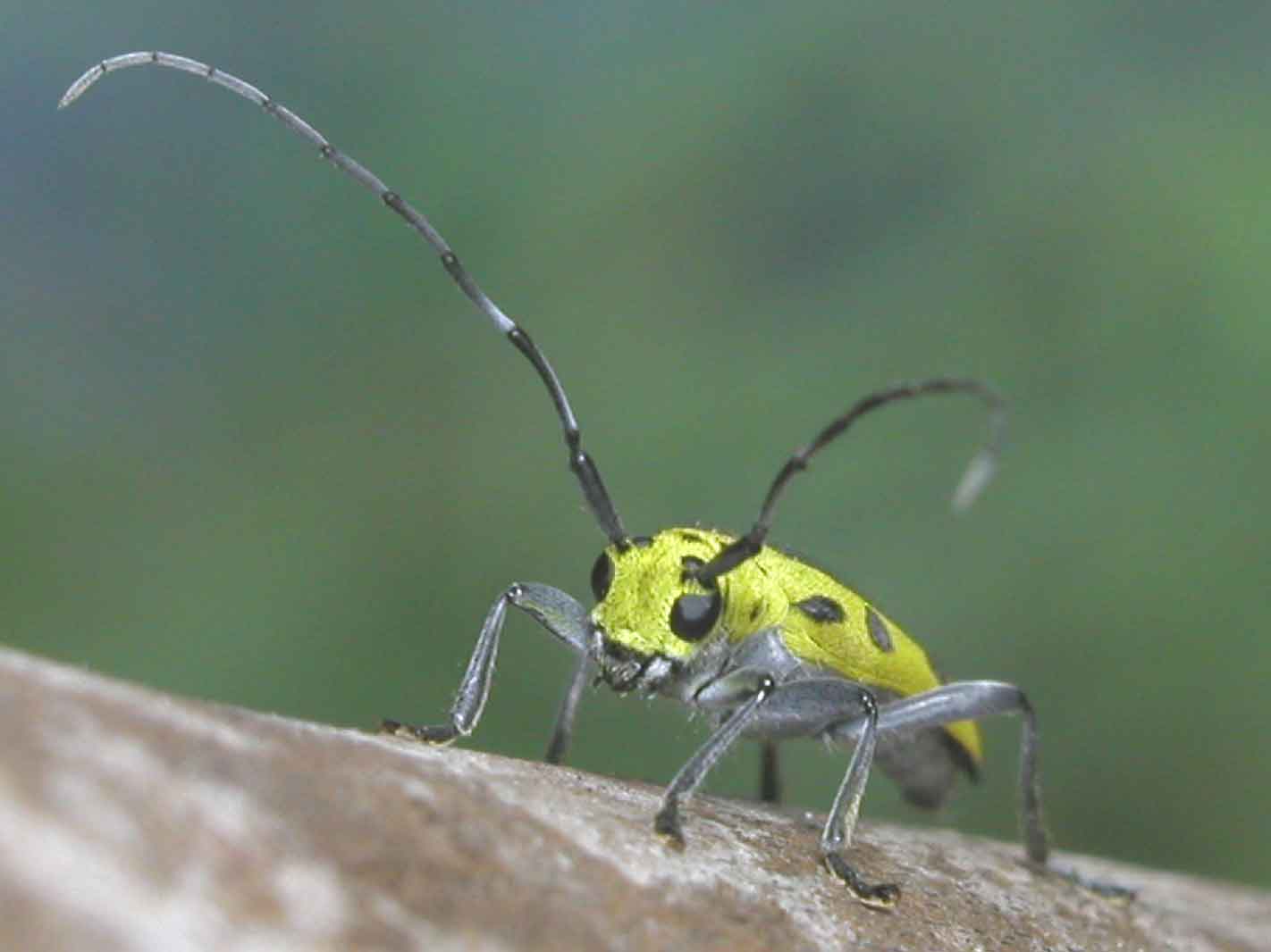 ムネモンヤツボシカミキリ