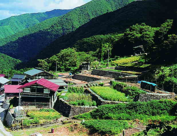 種蔵棚田の雨上がりの石積