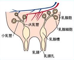 泌乳