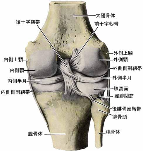 膝関節