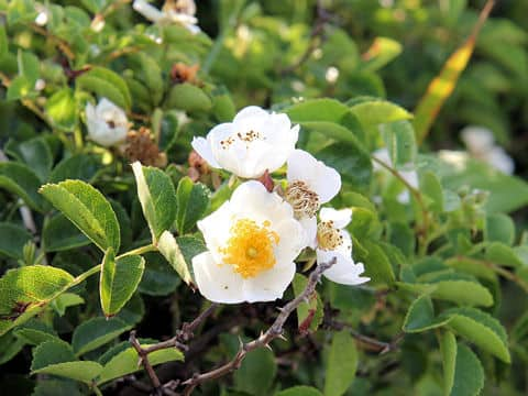 照り葉野薔薇