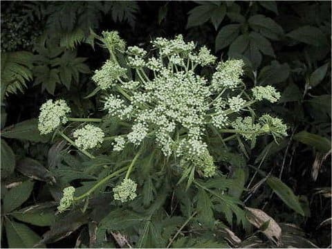 Angelica acutiloba