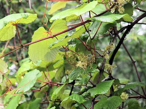 山葡萄