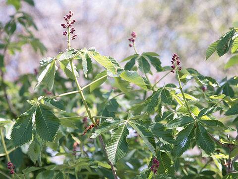 赤花栃の木