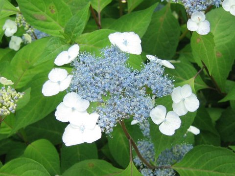 Hydrangea serrata var. thunbergii