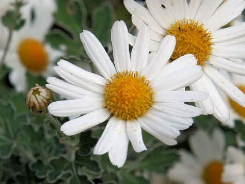 足摺野路菊