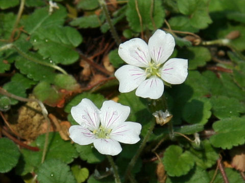 Erodium reichardii cv. Alba