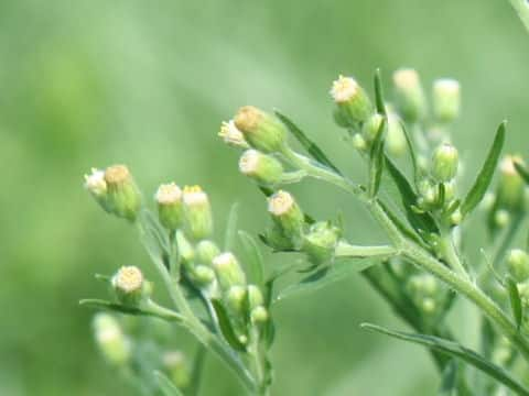 大荒れ地野菊