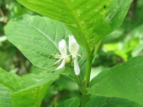 大瓢箪木