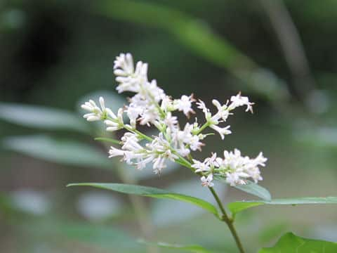 大葉水蝋