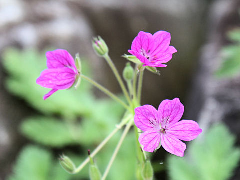 Erodium cicutarium