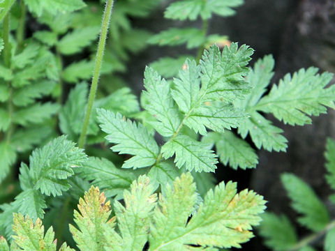 Erodium cicutarium