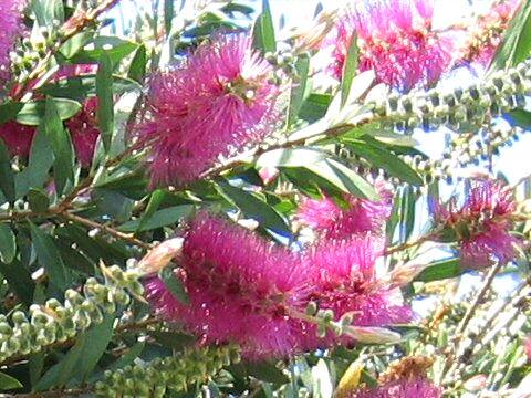 Callistemon speciosus