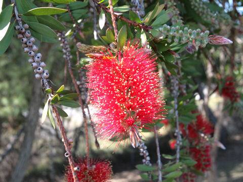 Callistemon speciosus