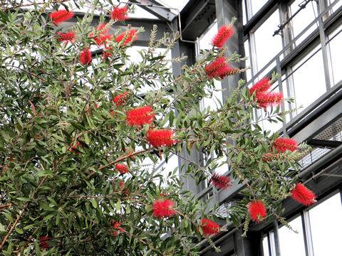 Callistemon speciosus