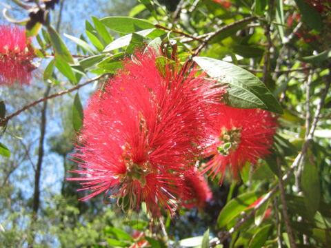 Callistemon speciosus