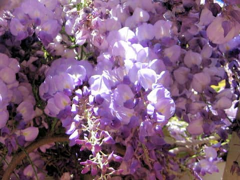 Wisteria floribunda