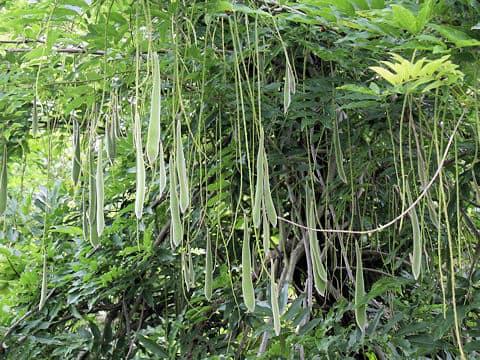 Wisteria floribunda