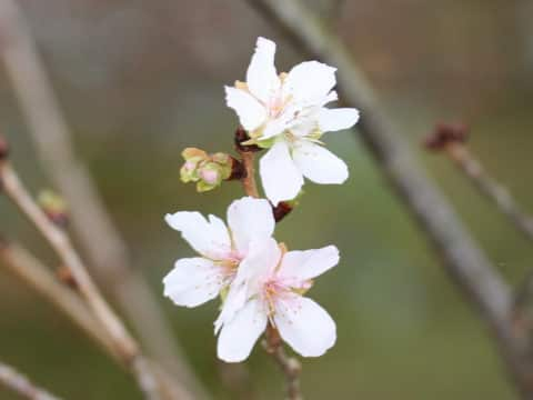 冬桜