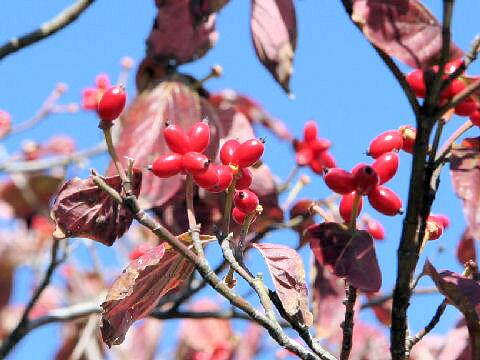 花水木