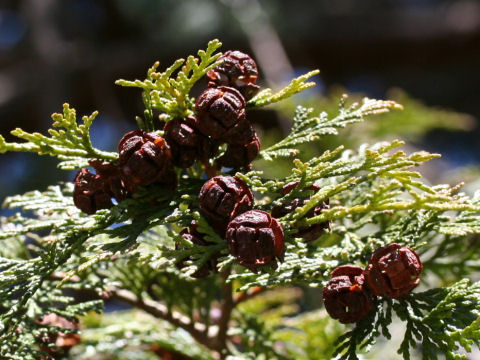 Chamaecyparis obtusa