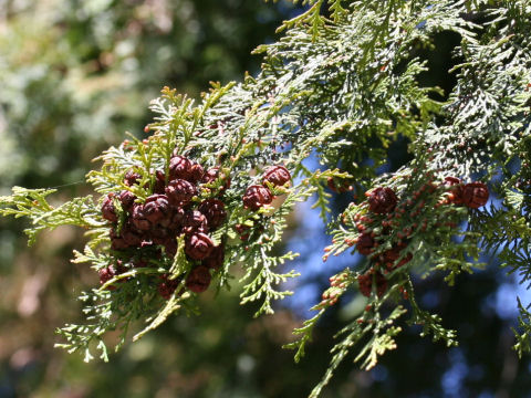 Chamaecyparis obtusa