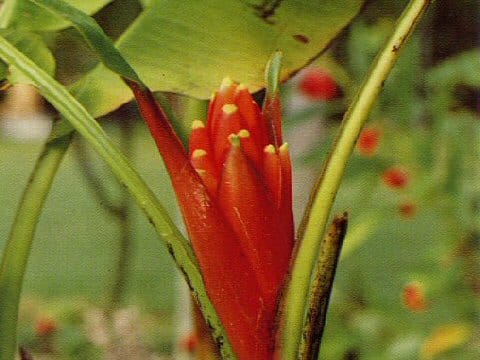 Musa coccinea