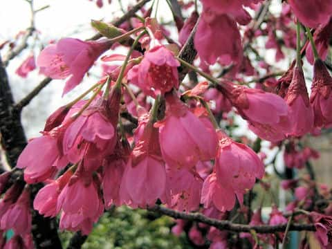 緋寒桜