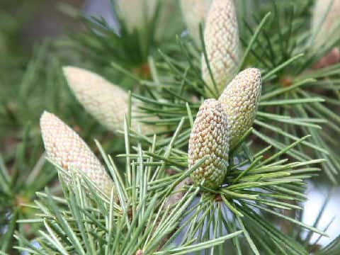 Cedrus deodara